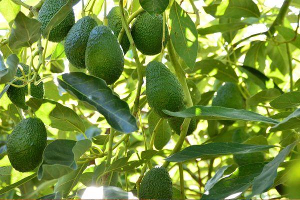 Avokado Yaprağının Yan Etkileri ve Dikkat Edilmesi Gerekenler