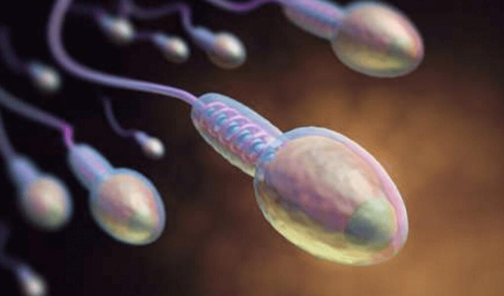 Sperm Morfolojik Bozukluk Nasıl Düzeltilir? Bitkisel Çözümler