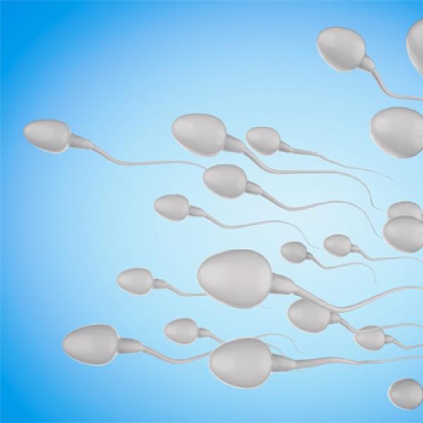 Sperm Morfolojik Bozukluk Nasıl Düzeltilir? Bitkisel Çözümler